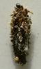 Naryciinae inconnu